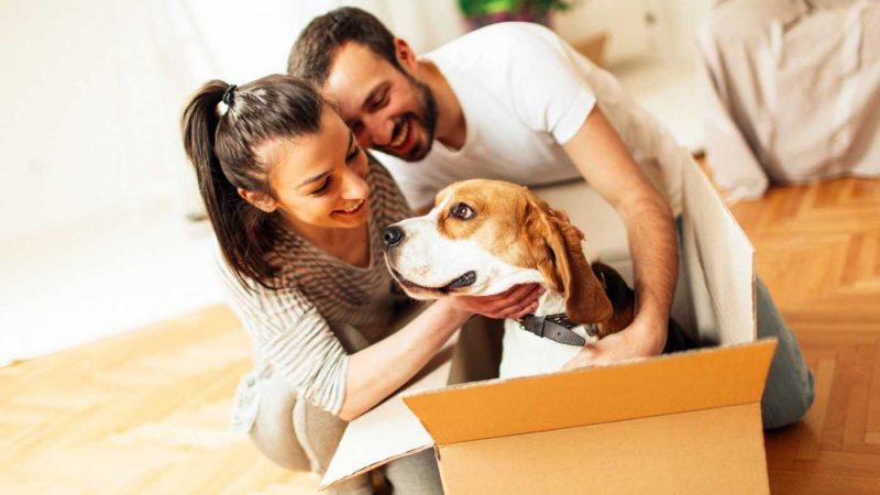 reduce pet moving stress