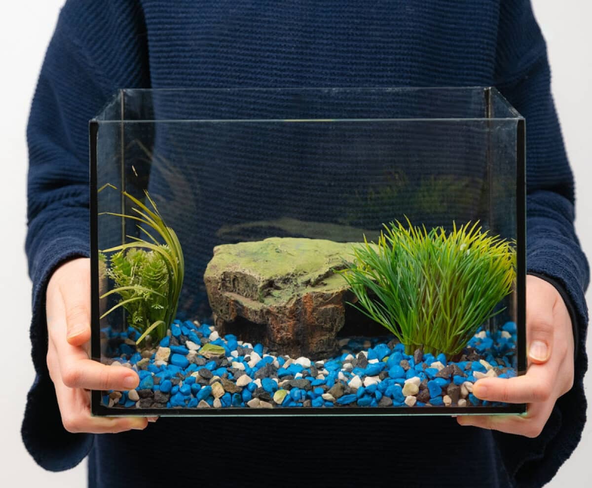 Fish Tank Movers: Finding the Right Professionals for Your Aquarium Relocation
